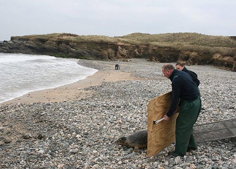 Seal Release - 12th February 2015