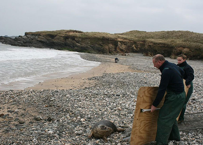 Seal Release - 12th February 2015