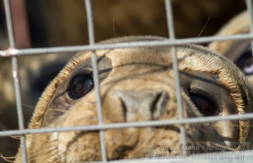 Seal Release - 15th May 2014
