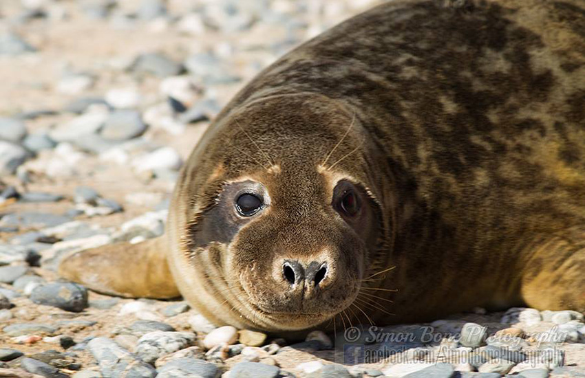 Seal Release - 15th May 2014
