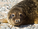 Seal Release - 15th May 2014