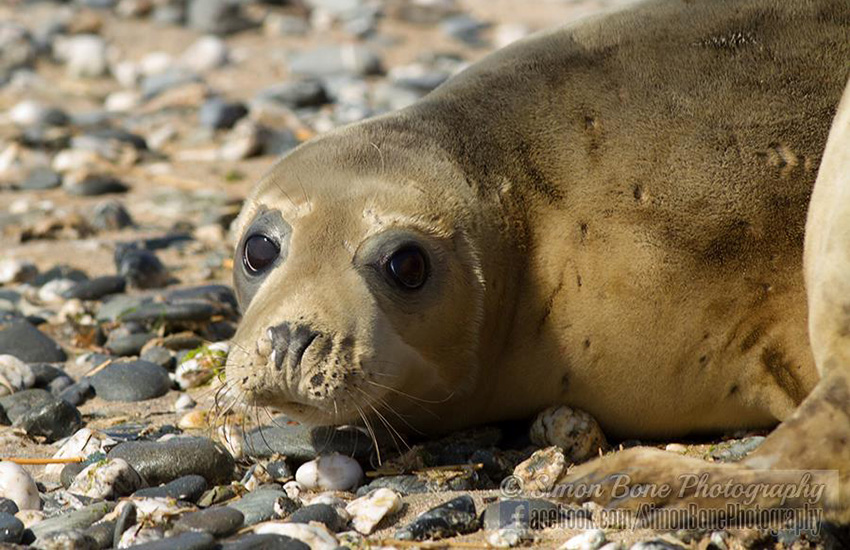 Seal Release - 15th May 2014