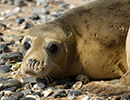 Seal Release - 15th May 2014