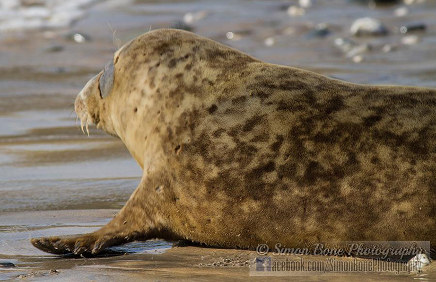 Seal Release - 15th May 2014