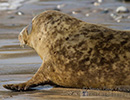 Seal Release - 15th May 2014