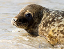 Seal Release - 15th May 2014
