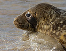 Seal Release - 15th May 2014