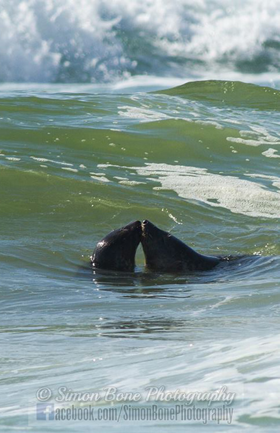 Seal Release - 15th May 2014