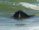 Seal Release - 15th May 2014