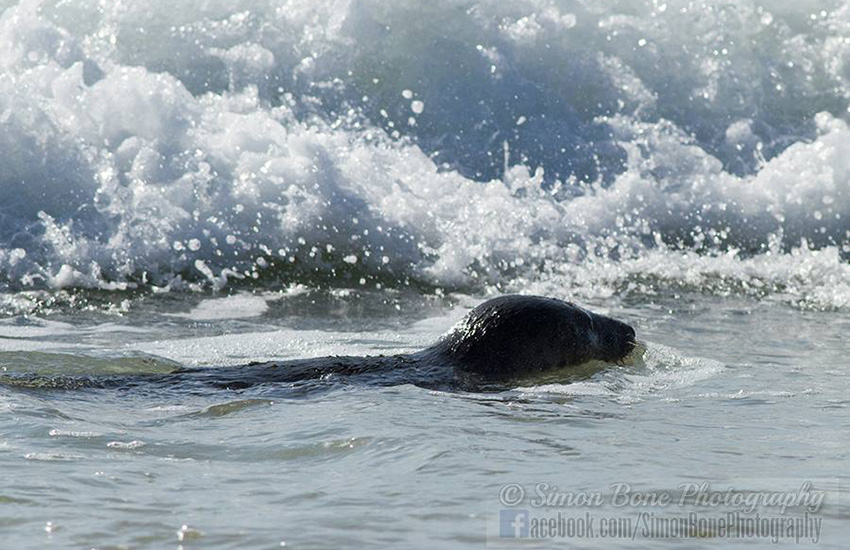 Seal Release - 15th May 2014