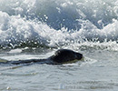 Seal Release - 15th May 2014