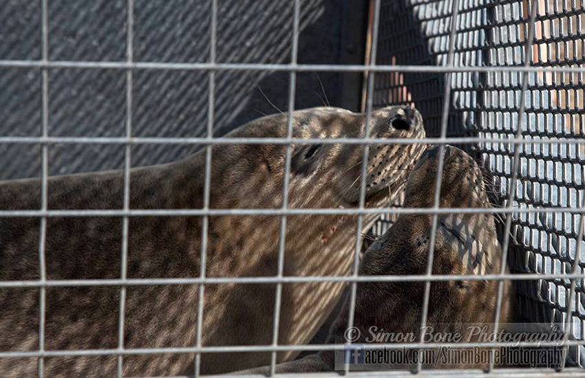 Seal Release - 16th May 2014