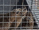 Seal Release - 16th May 2014