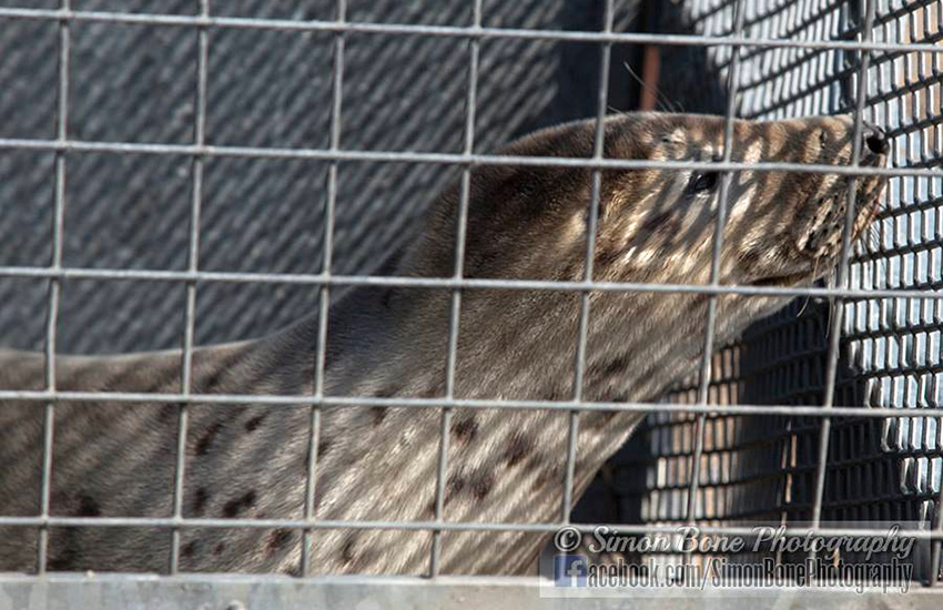 Seal Release - 16th May 2014