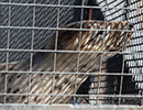 Seal Release - 16th May 2014