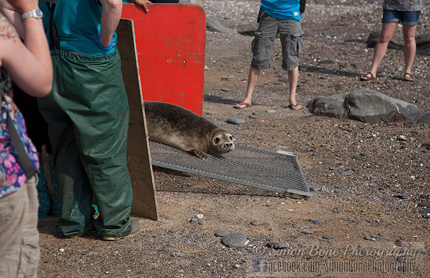 Seal Release - 16th May 2014