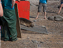Seal Release - 16th May 2014