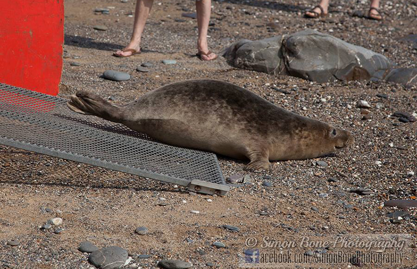 Seal Release - 16th May 2014