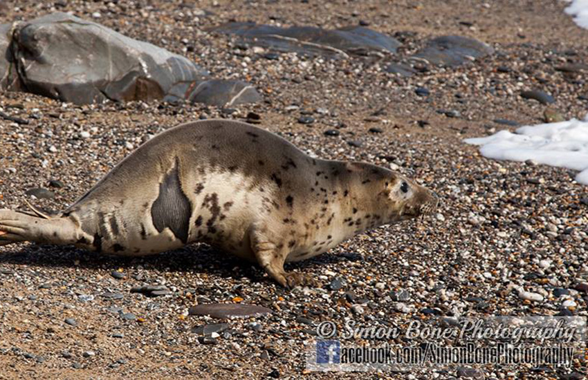 Seal Release - 16th May 2014