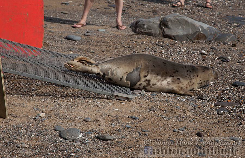 Seal Release - 16th May 2014