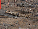 Seal Release - 16th May 2014