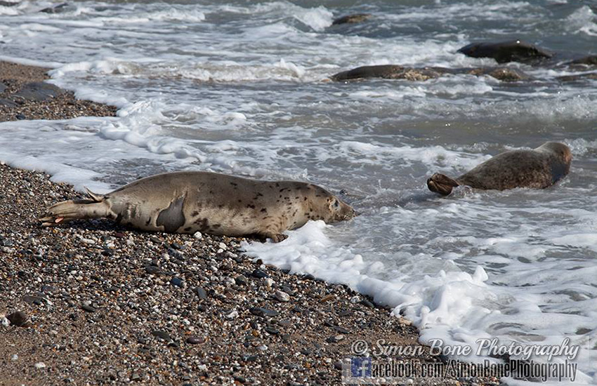 Seal Release - 16th May 2014