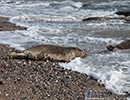 Seal Release - 16th May 2014