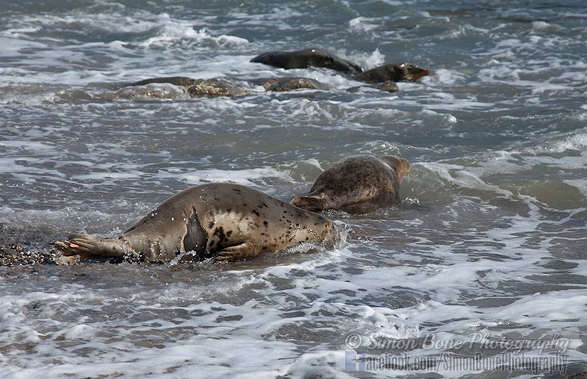 Seal Release - 16th May 2014