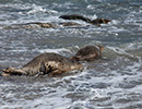 Seal Release - 16th May 2014