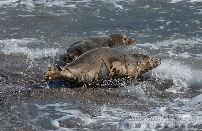Seal Release - 16th May 2014