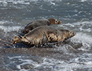 Seal Release - 16th May 2014