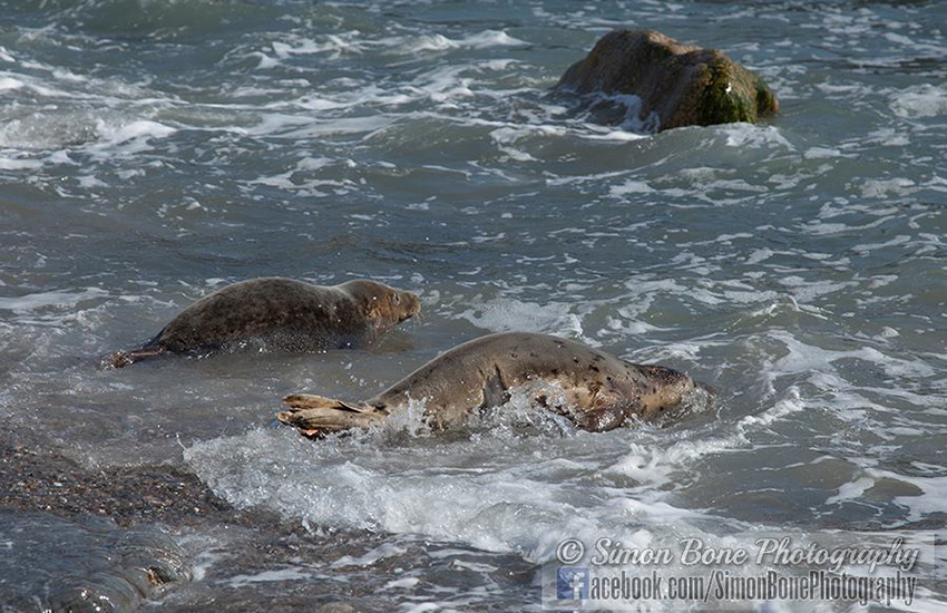 Seal Release - 16th May 2014