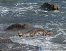 Seal Release - 16th May 2014