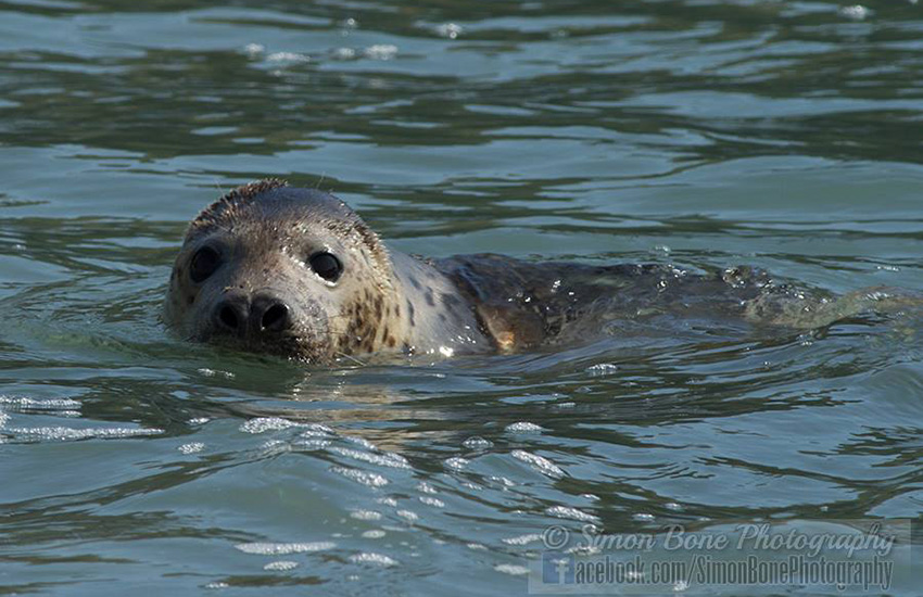 Seal Release - 16th May 2014