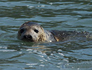 Seal Release - 16th May 2014