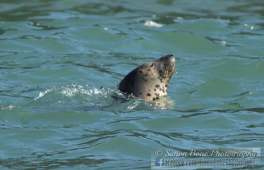 Seal Release - 16th May 2014