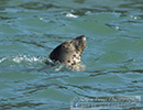 Seal Release - 16th May 2014