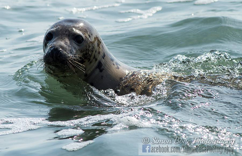 Seal Release - 16th May 2014