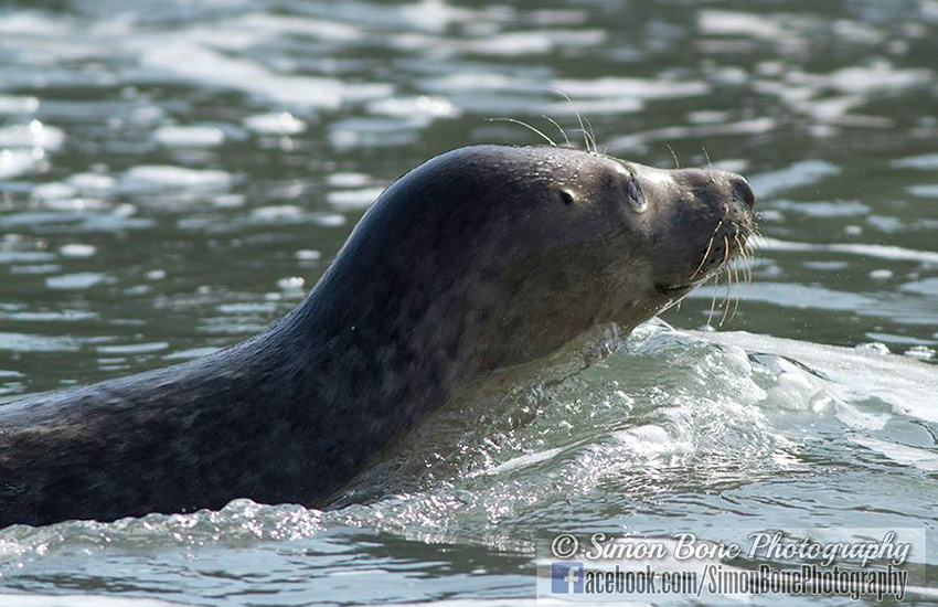 Seal Release - 16th May 2014