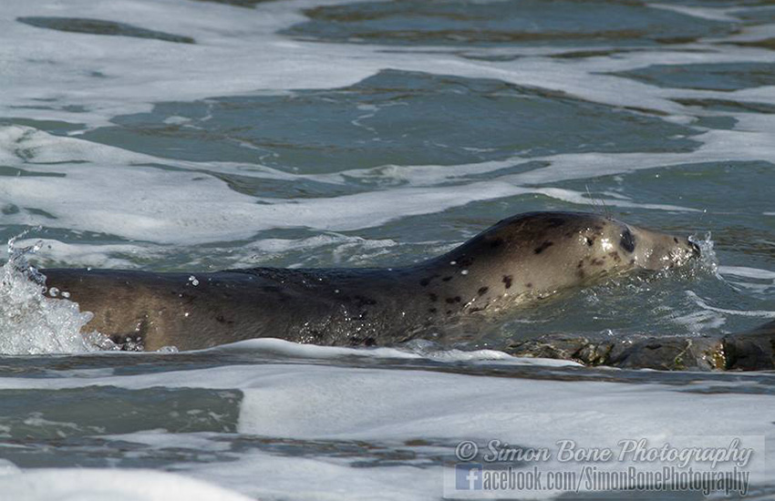 Seal Release - 16th May 2014