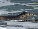 Seal Release - 16th May 2014
