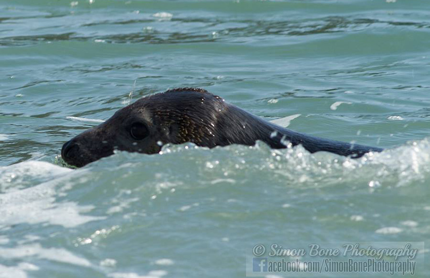 Seal Release - 16th May 2014