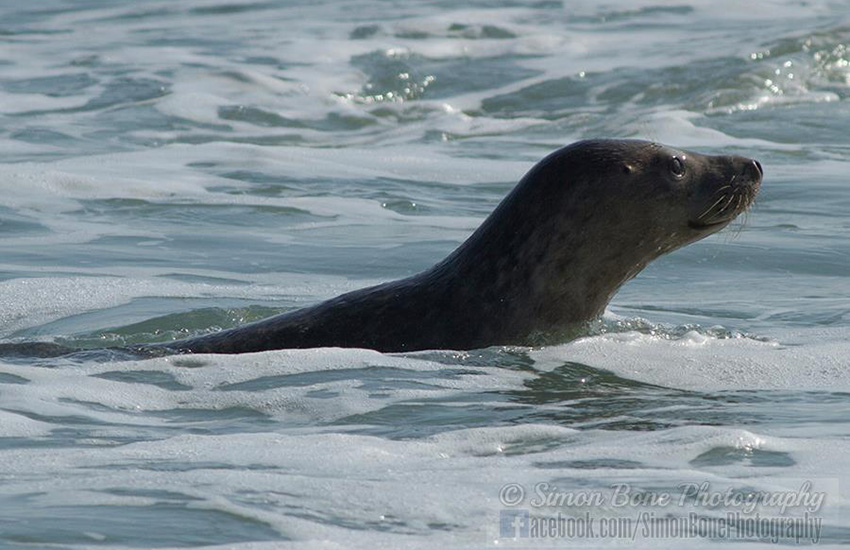 Seal Release - 16th May 2014