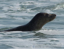 Seal Release - 16th May 2014