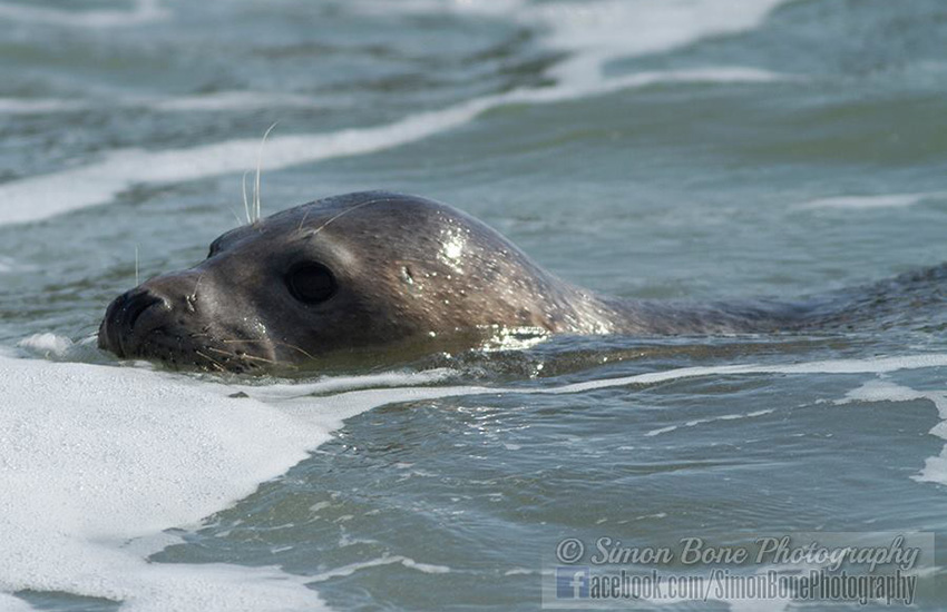 Seal Release - 16th May 2014