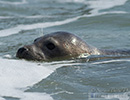 Seal Release - 16th May 2014