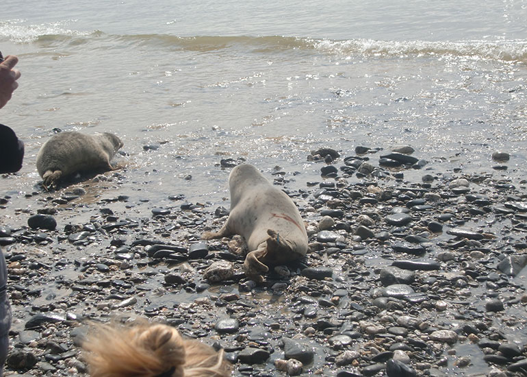 Seal Release - 16th May 2016