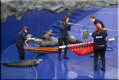 Seal enclosure - 17th November 2015
