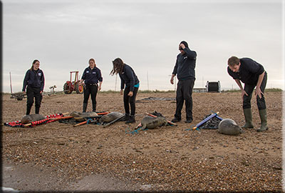 Seal Release on 17th November 2015