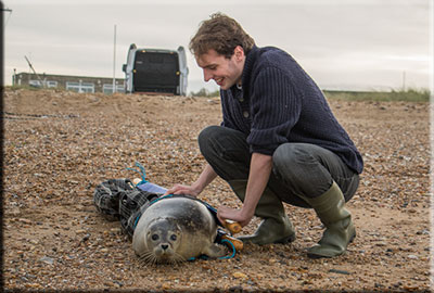 Mivvi - Seal Release - 17th November 2015
